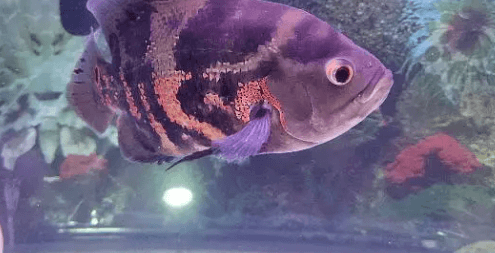 Tiger fish for sale 1