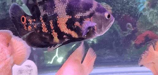 Tiger fish for sale 2