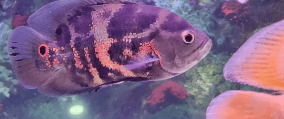 Tiger fish for sale 0
