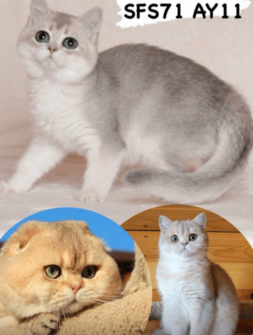 للبيع قطة سكوتش 0