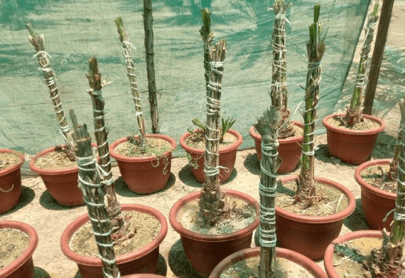 For sale palm  