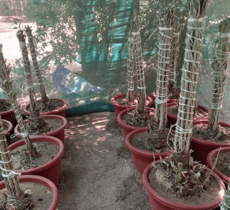 For sale palm   0