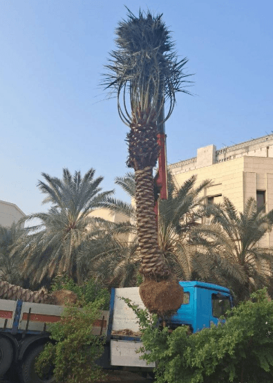 Ahwazi specializes in buying and selling palm trees 1
