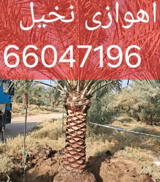 Ahwazi specializes in buying and selling palm trees 2