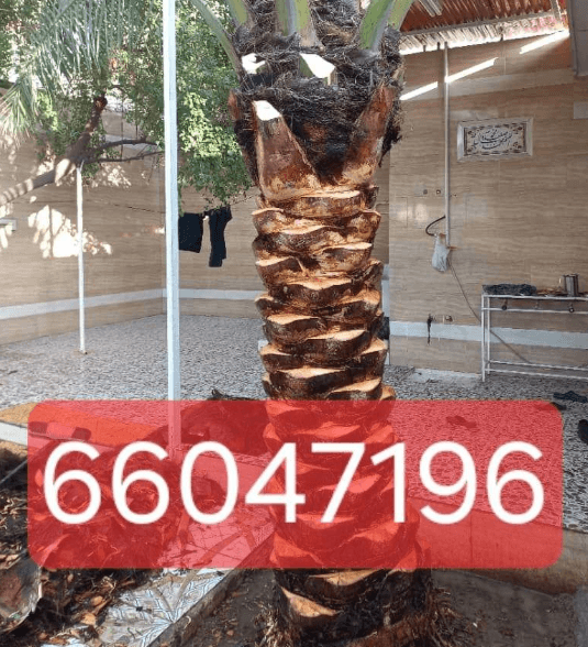 Ahwazi specializes in buying and selling palm trees 4