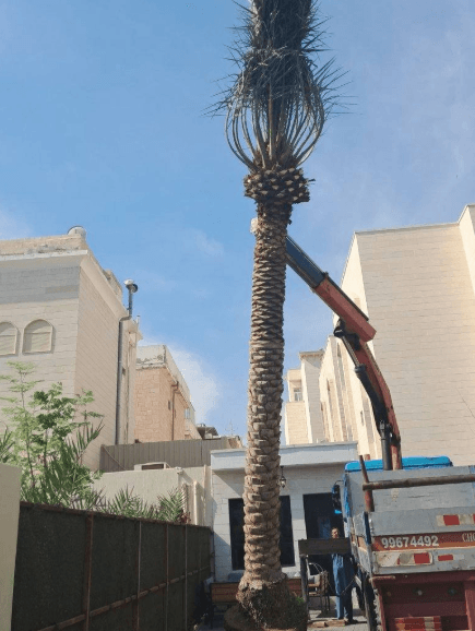 Ahwazi specializes in buying and selling palm trees 5