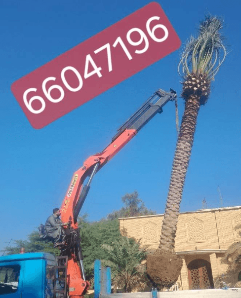 Ahwazi specializes in buying and selling palm trees