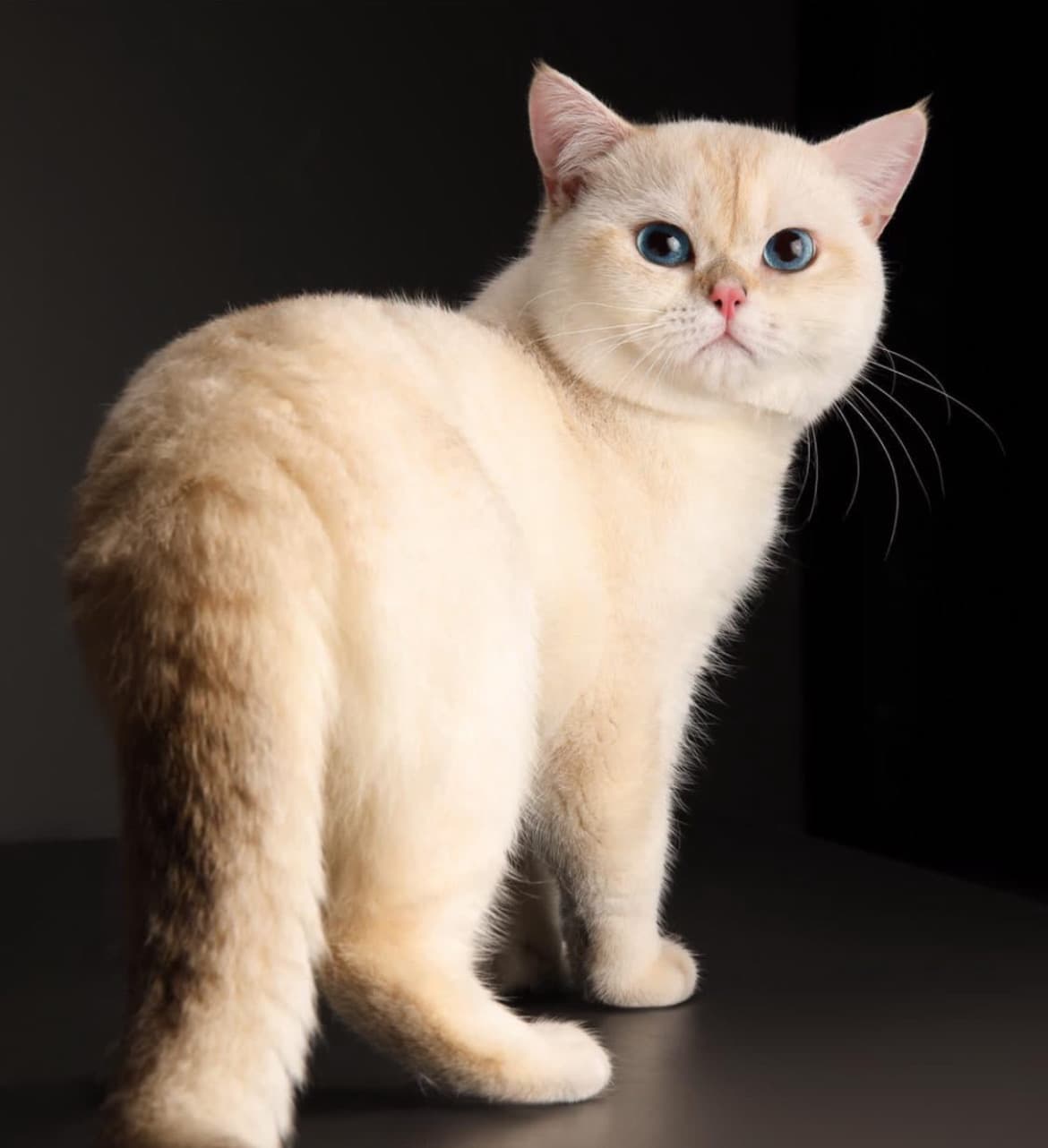 للبيع البطل المميزAY1233 0
