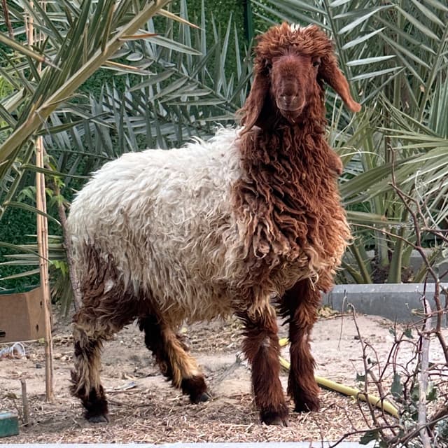 للبيع نعيميه