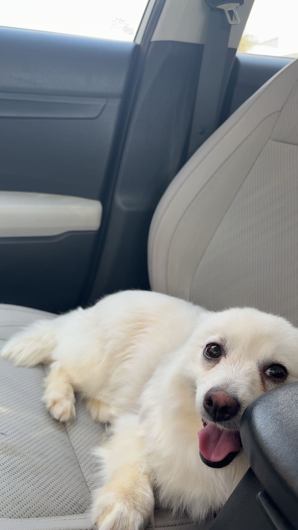 American Eskimo 1