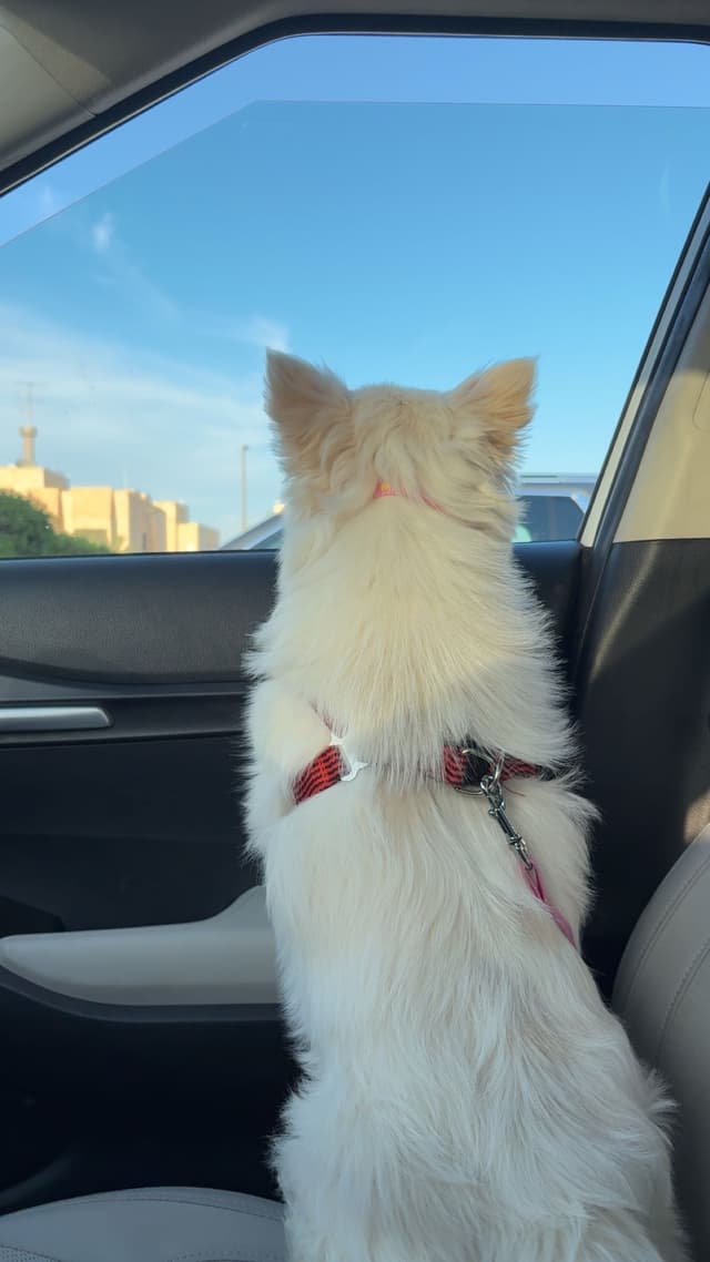 American Eskimo