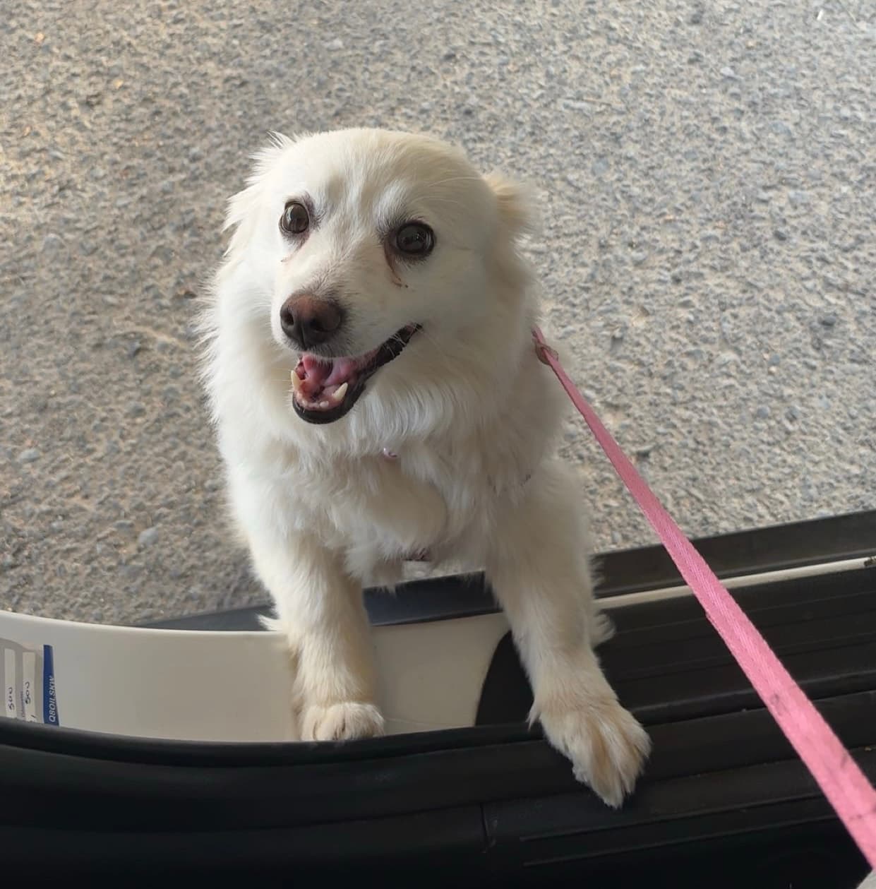 American Eskimo 0