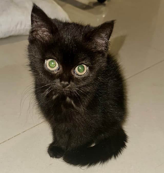 Kitten Scotch Street for adoption
