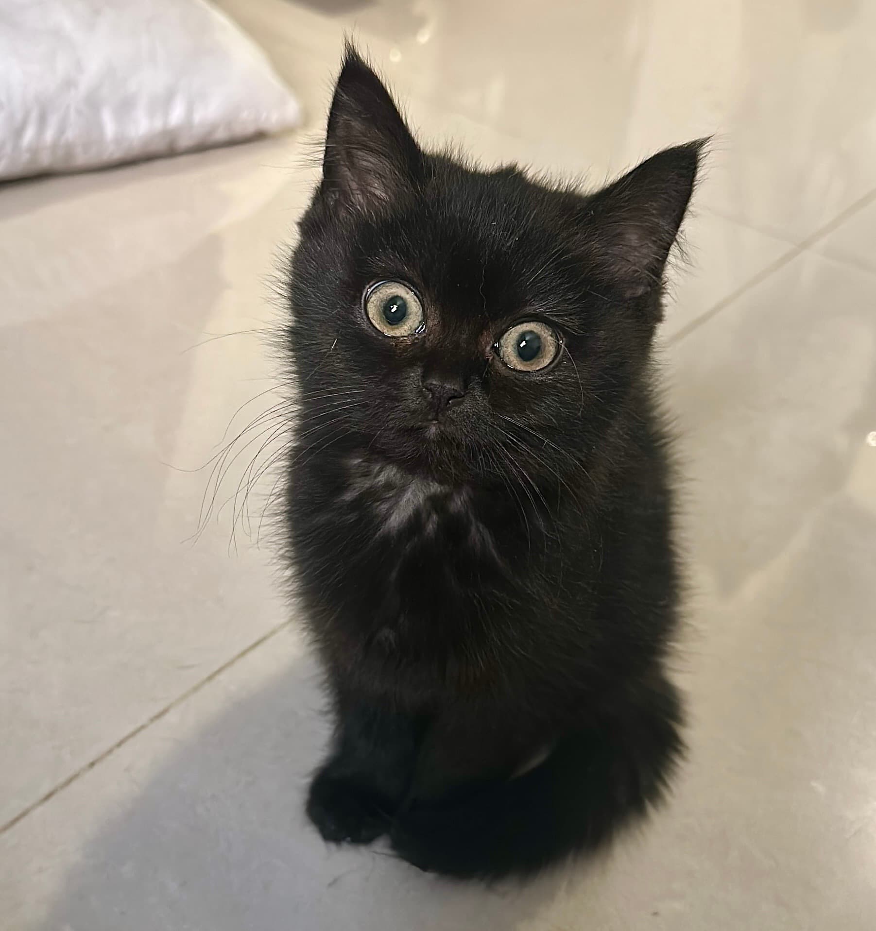 Kitten Scotch Street for adoption 1