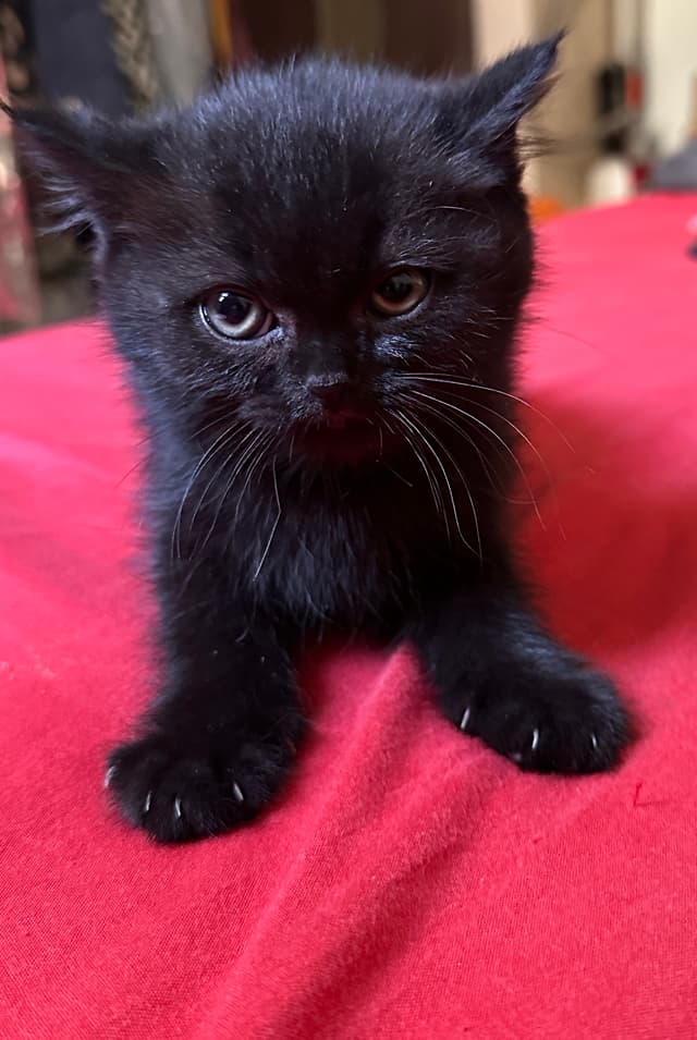 Kitten Scotch Street for adoption