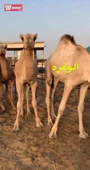 For sale Qaadan 