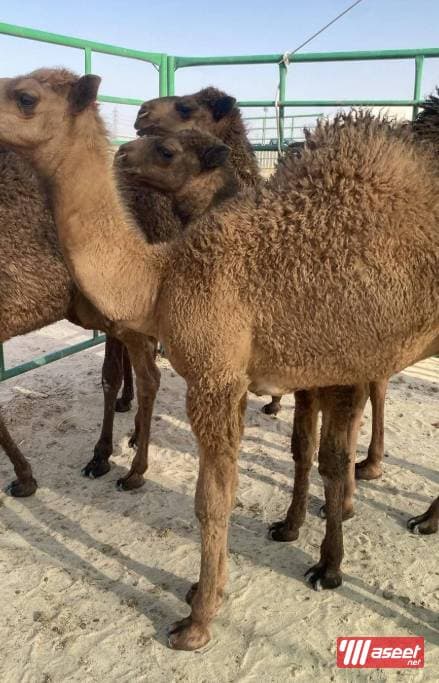 For sale camel 