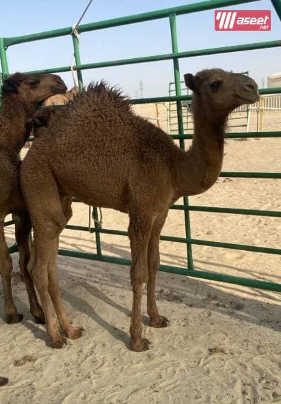 For sale camel 