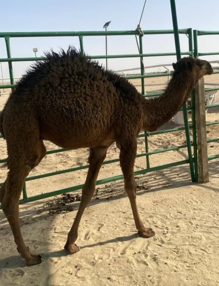 For sale camel 