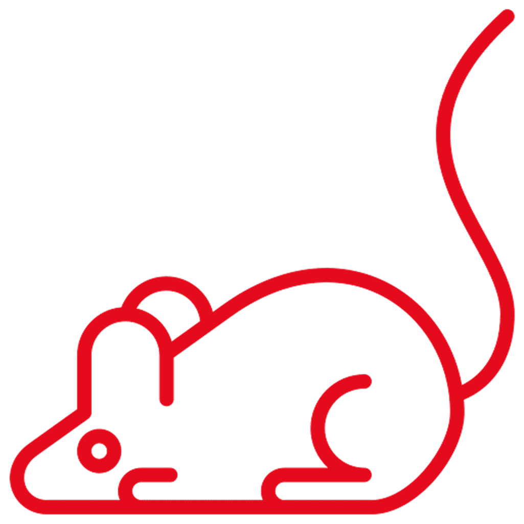 فئران و جرذان