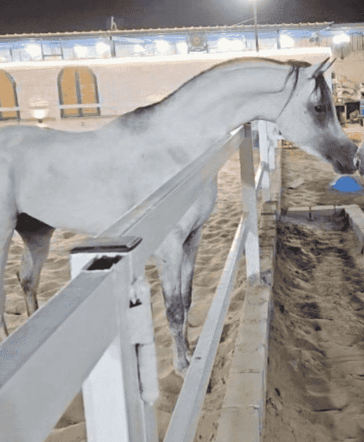 Egyptian horse Egyptian horse