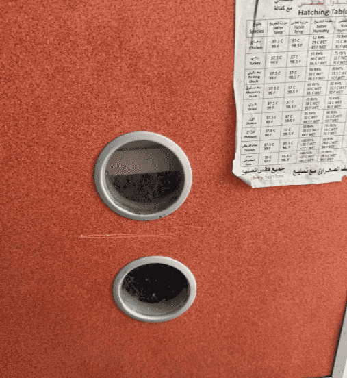 Yousef Al-Pakistani hatcheries for sale Yousef Al-Pakistani hatcheries for sale