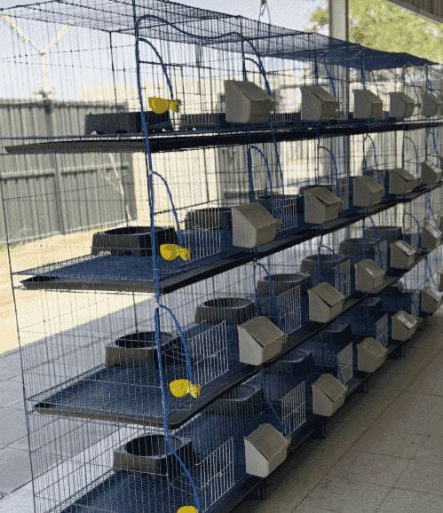 Pigeon  baskets Pigeon  baskets