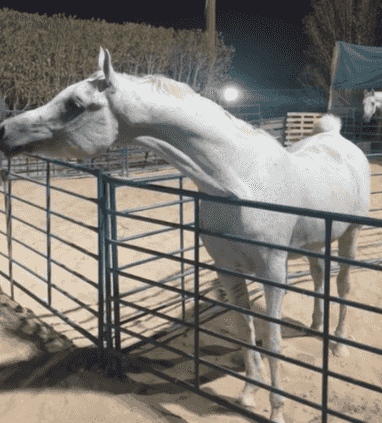Egyptian stallion Egyptian stallion