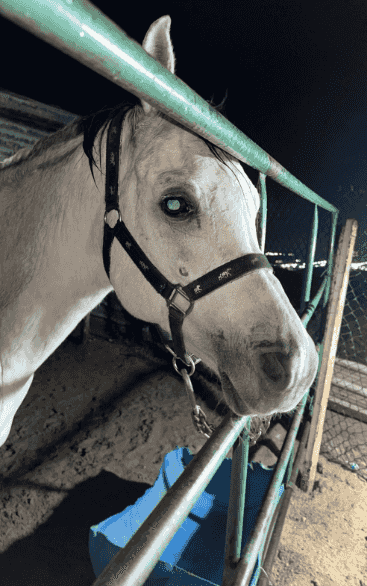 My horse is a condition of peace My horse is a condition of peace