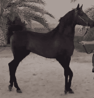A horse that is 3 and a half years old A horse that is 3 and a half years old