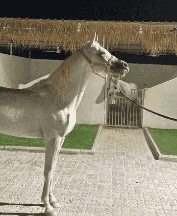 Polish horse born in 2017 Polish horse born in 2017