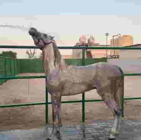 For sale an Arabian horse with official papers For sale an Arabian horse with official papers