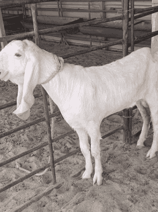 goat Shakr goat Shakr
