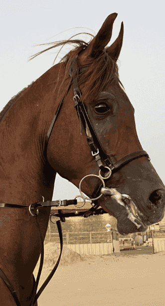 Polish horse for sale Polish horse for sale