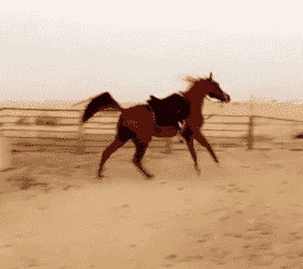 For sale a horse For sale a horse