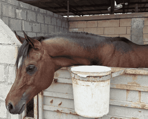 Polish horse born in 2018 Polish horse born in 2018