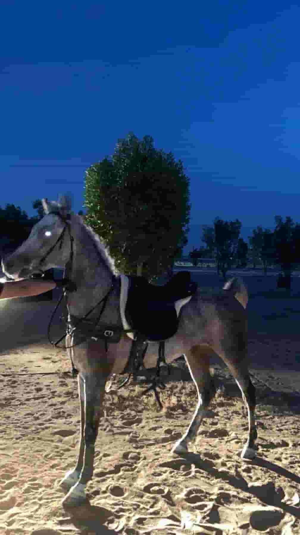 Egyptian horse for sale in my country Egyptian horse for sale in my country