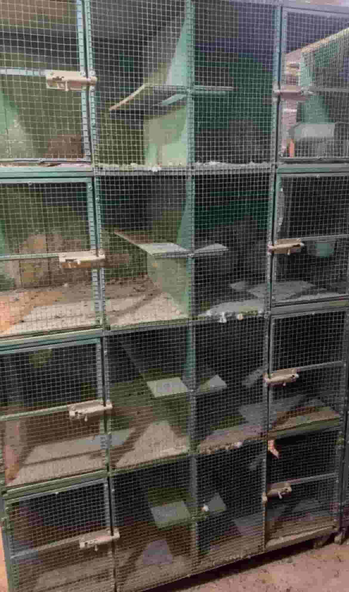 Iron bird boxes  Iron bird boxes